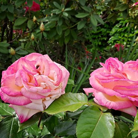 Gite 5 "Le Laurus" Aux Magnolias Aubenas Ngoại thất bức ảnh