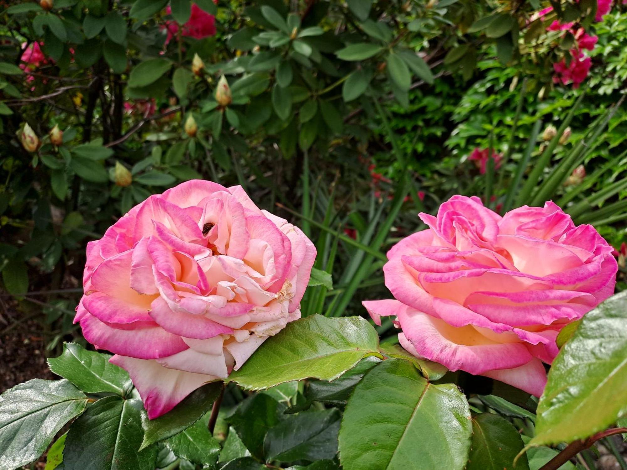 Gite 5 "Le Laurus" Aux Magnolias Aubenas Ngoại thất bức ảnh