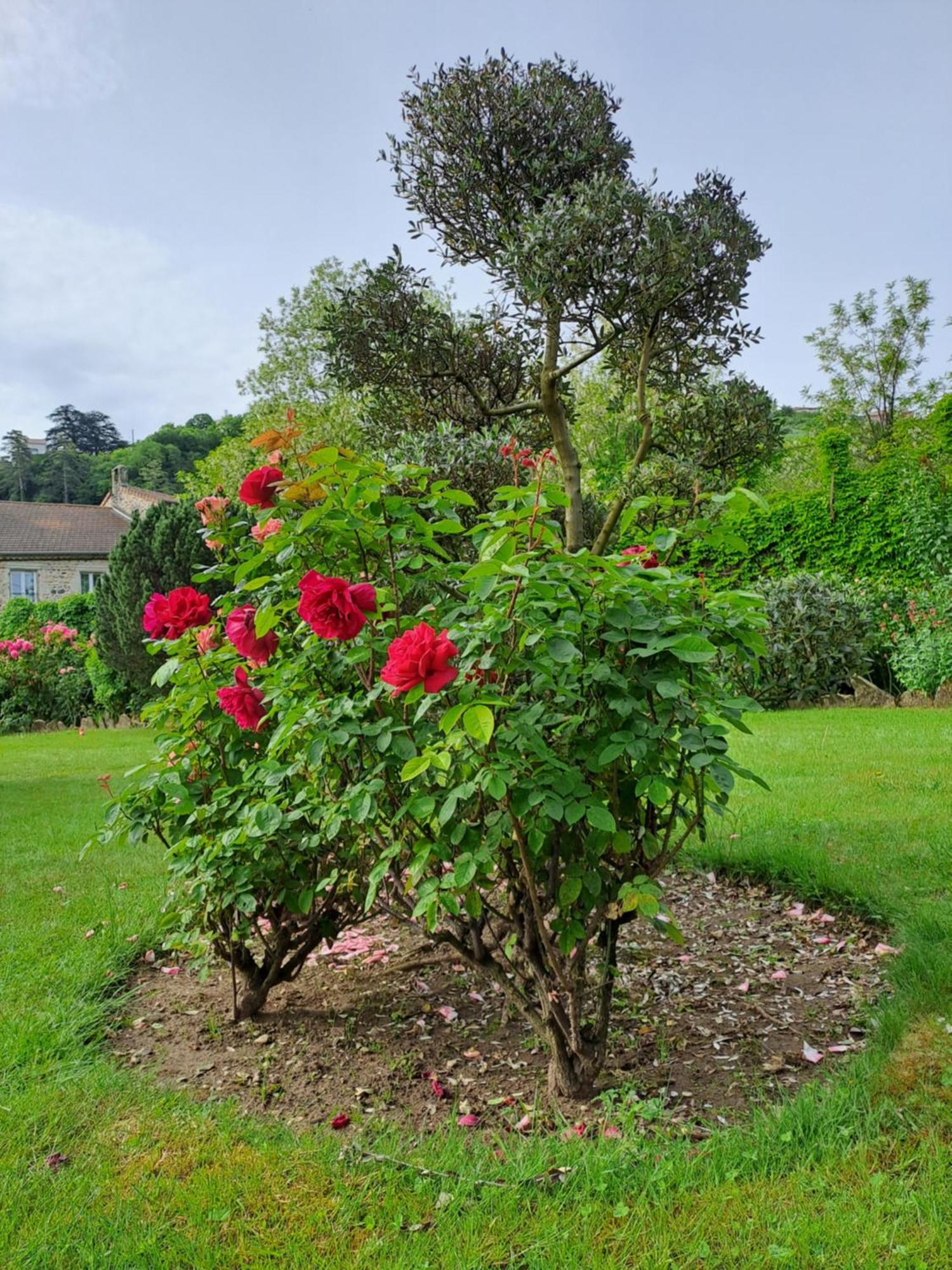 Gite 5 "Le Laurus" Aux Magnolias Aubenas Ngoại thất bức ảnh