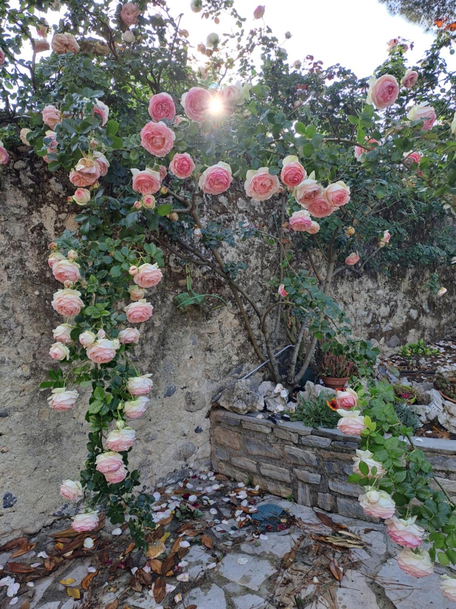 Gite 5 "Le Laurus" Aux Magnolias Aubenas Ngoại thất bức ảnh